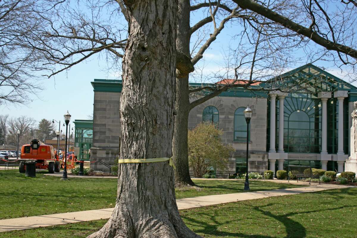 This maple tree near the Edwardsville Public Library in City Park has deteriorated with age.  It is now to be dismantled for safety reasons.