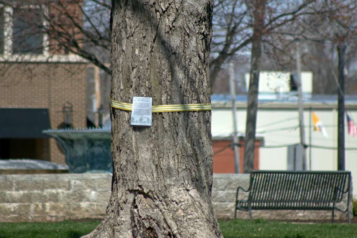 This maple tree in City Park, just outside the Edwardsville Public Library, is about to be felled due to its poor health.