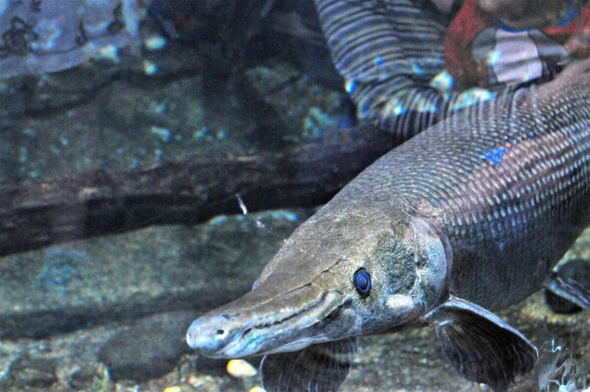 A TikTok of Alberto Flores pulling a huge alligator gar from a Dallas river is making the rounds. The river is a key drinking water source for Houston.