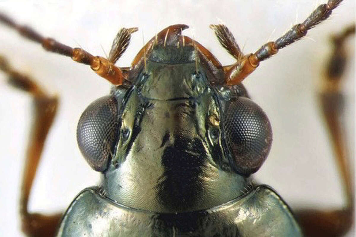 A close-up shot of the Bembidion brownorum.