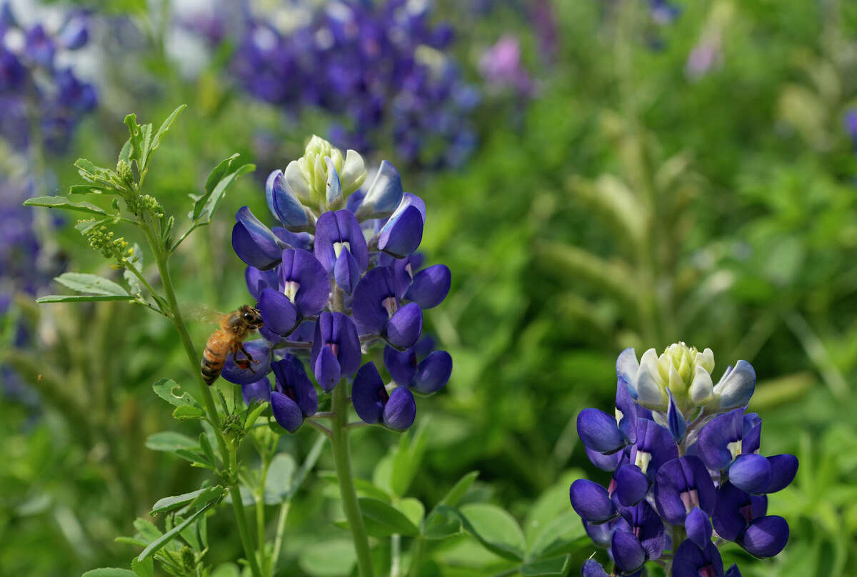 Don’t mow your lawn for the rest of May — birds, bees will thank you