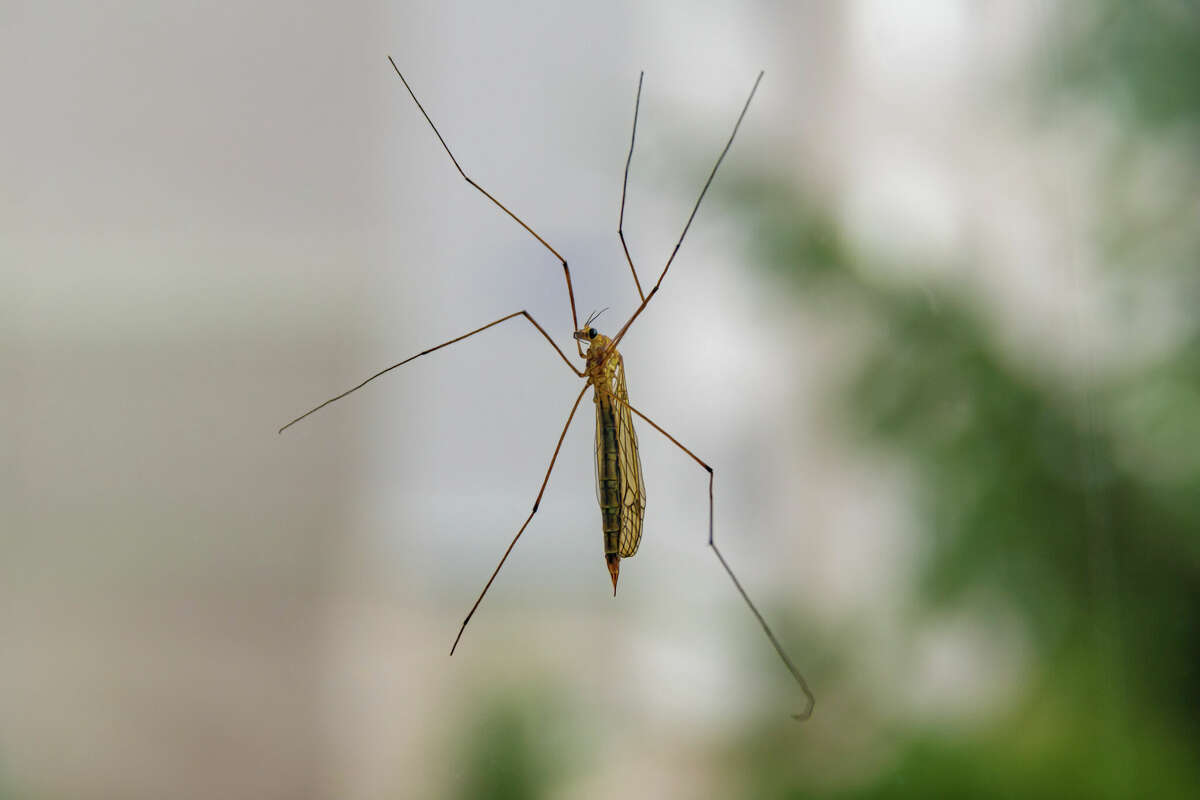 Do mosquito hawks eat mosquitoes? What to know about the flying insect
