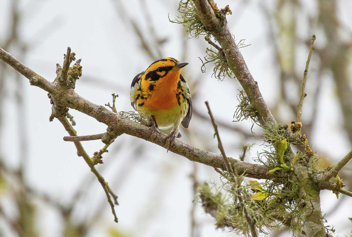 Neotropical songbirds arrive in the trees at High Island