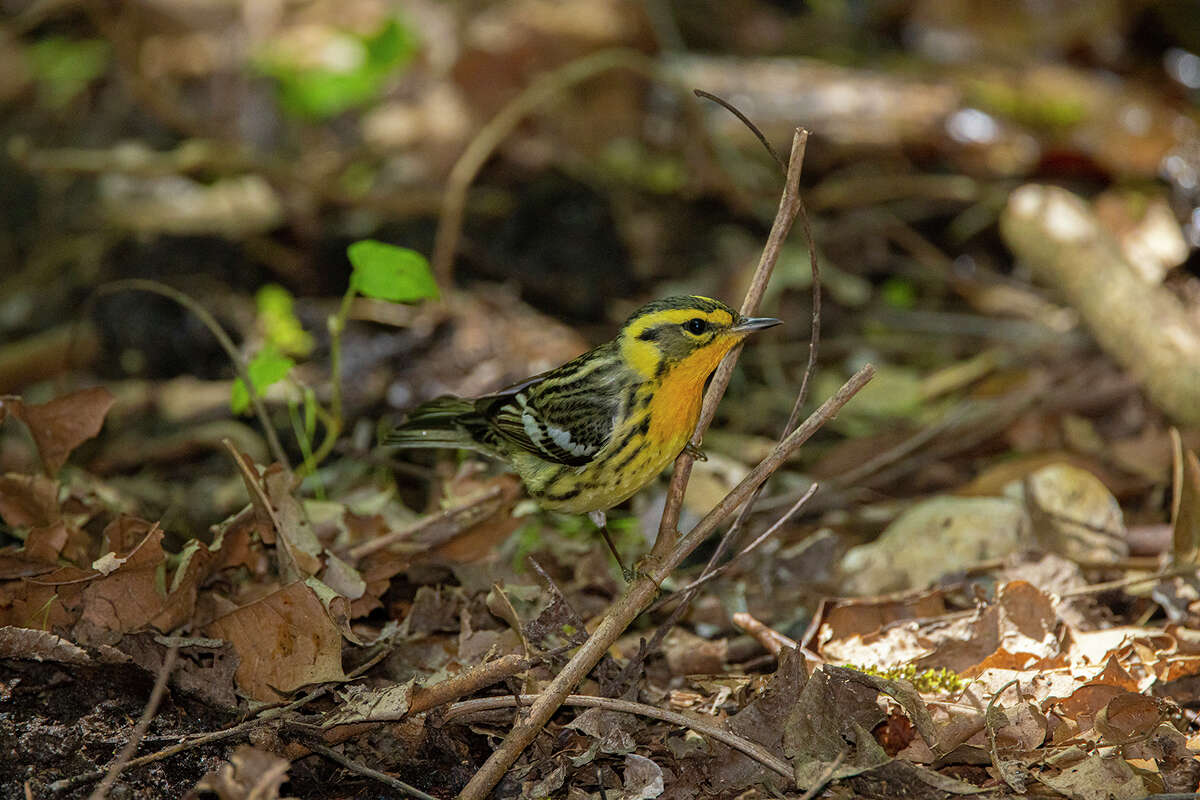 Neotropical songbirds arrive in the trees at High Island