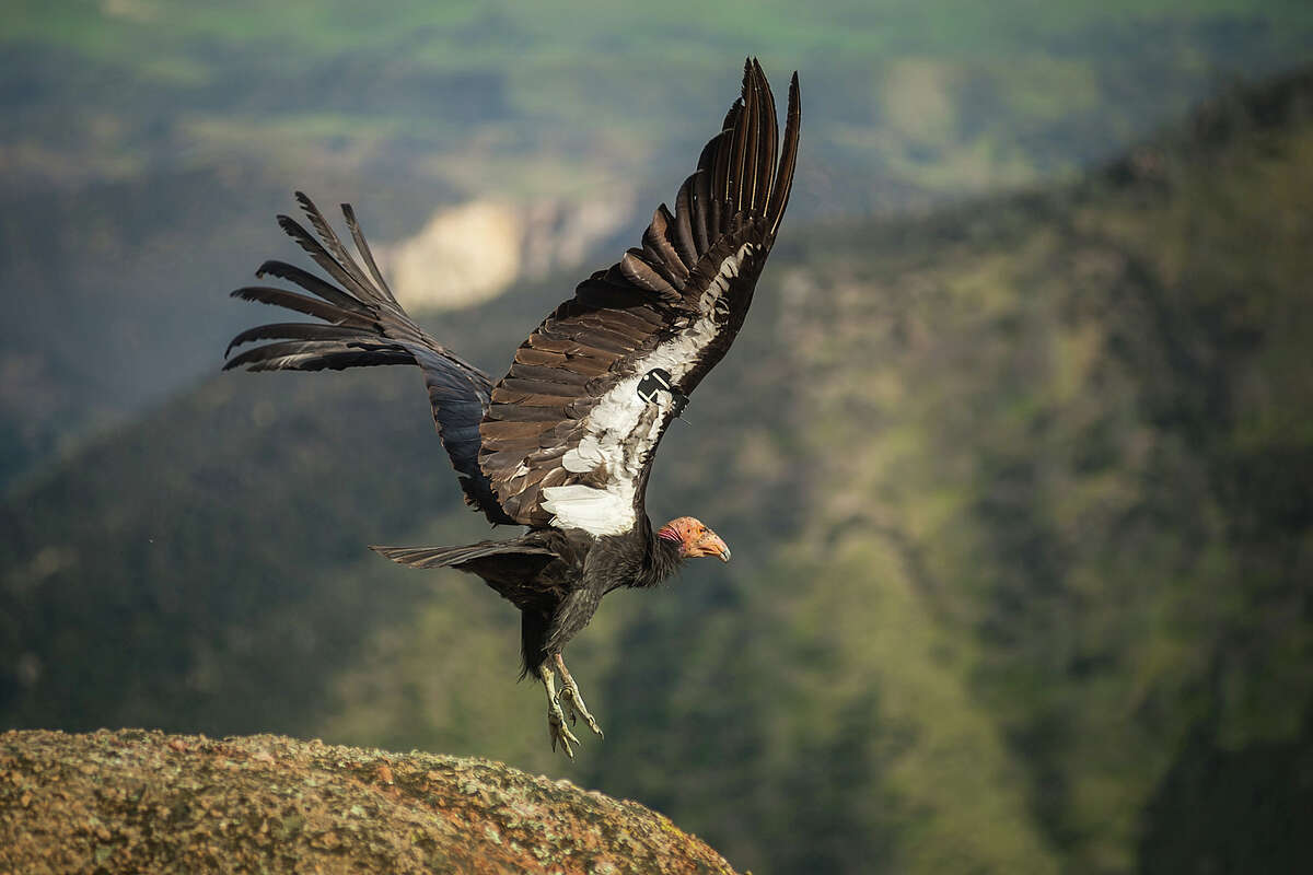 The California condor makes its home in Pinnacles National Park, the only national park that also serves as a release site for the critically endangered bird.