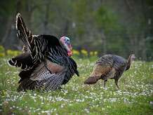 Dominant gobblers are springtime mainstays. Boss birds are prone to gobble, strut and drum to try to impress the ladies.