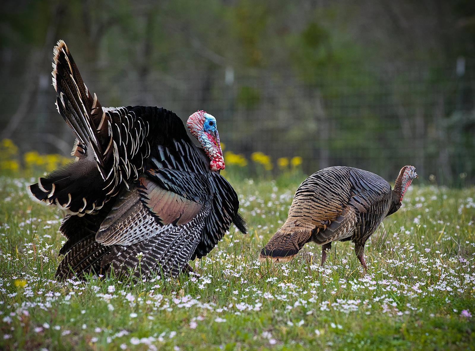 Solid spring turkey season expected in Texas