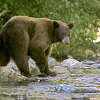 在这张2008年的资料照片中，一只黑熊在加州南太浩湖附近的泰勒溪边搜寻鱼。