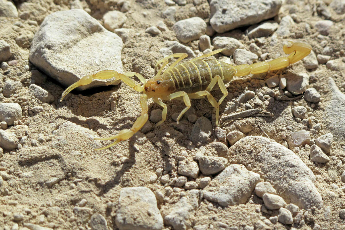 A scorpion in the desert of Big Bend National Park in Texas. 