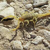 A scorpion in the desert of Big Bend National Park in Texas. 