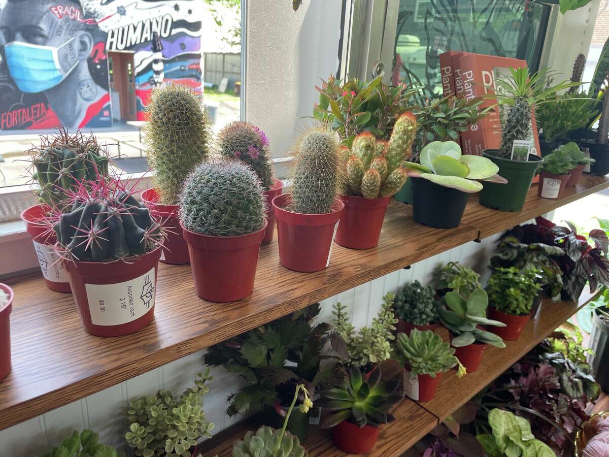 Barker sells a variety of small succulents on the bus.