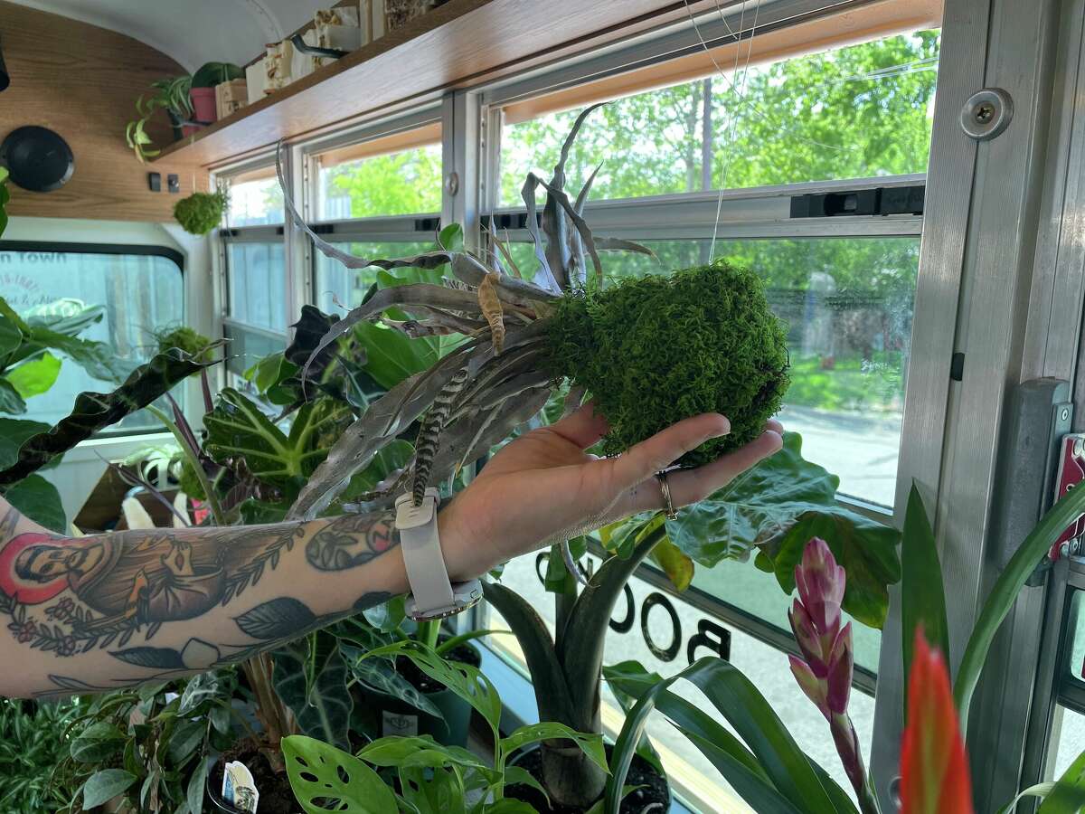 Kokedamas hang, unpotted, throughout the space.