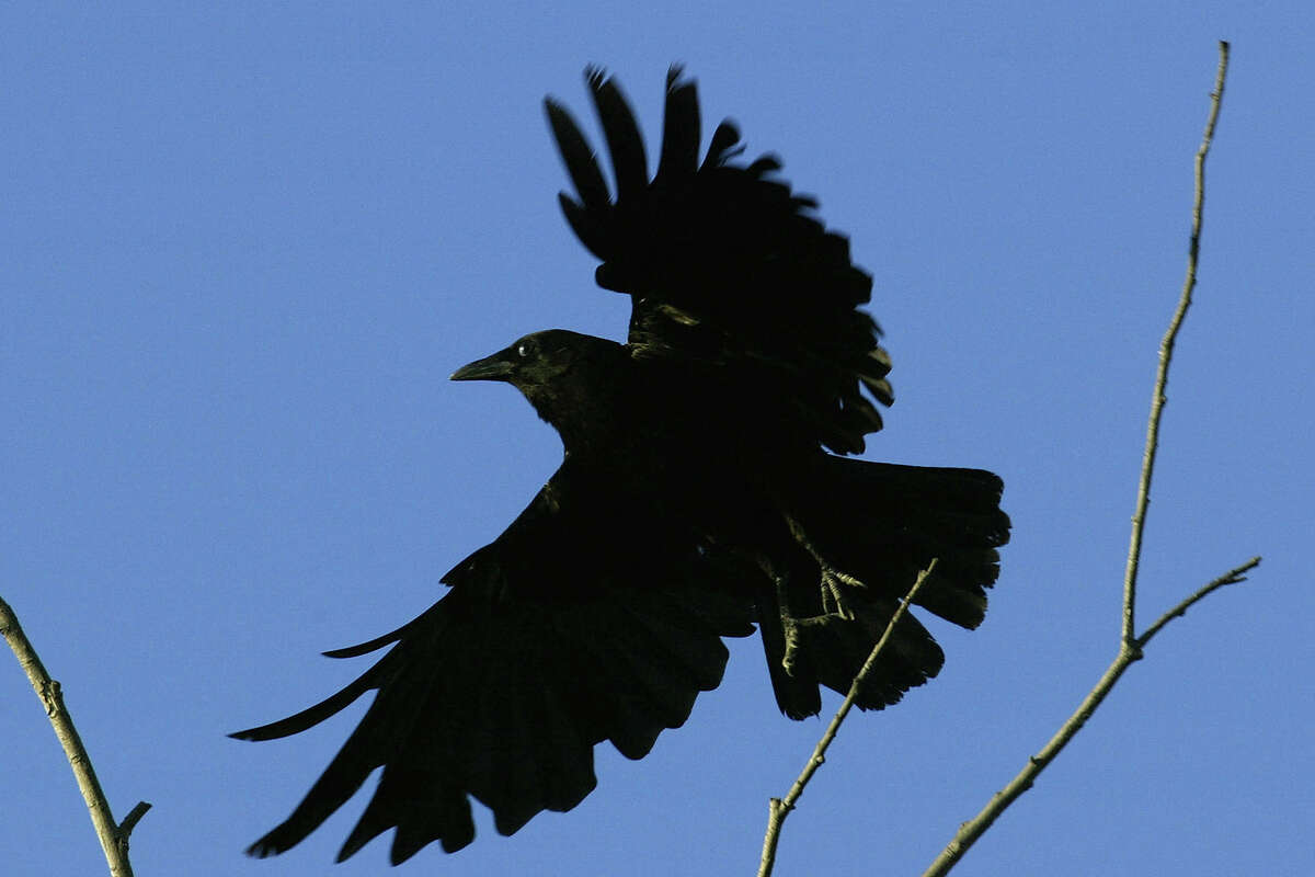 FILE: An American crow lands on a tree near the San Gabriel River on July 10, 2004, near Pico Rivera in Los Angeles County.