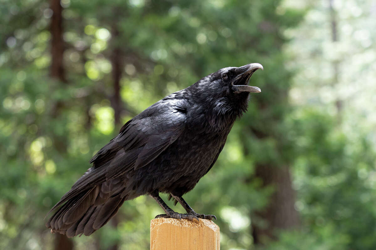 FILE: An American crow perched on a wood post. 