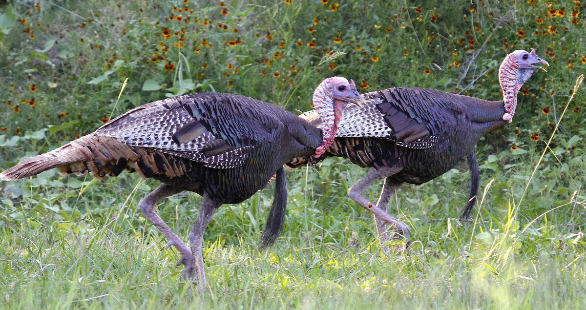 Texas turkey hunting Is Lavaca County a Rio Grande hotspot?
