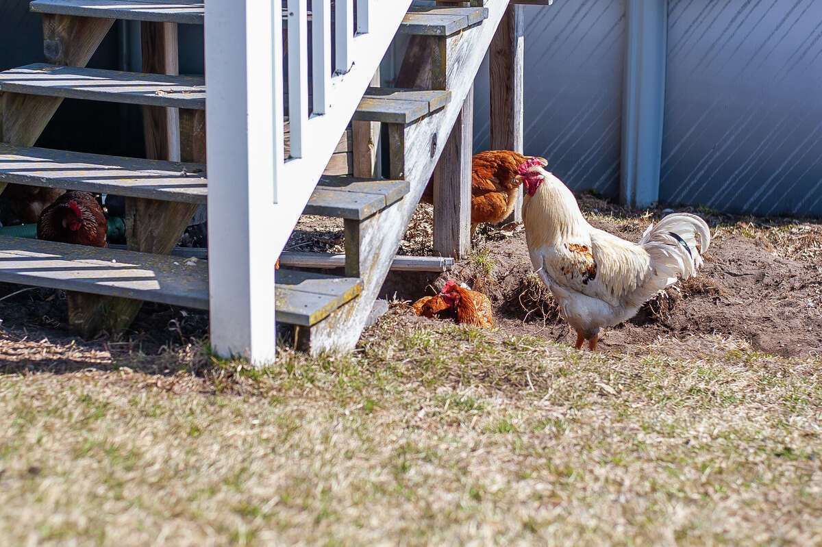 How to raise chickens in Midland County