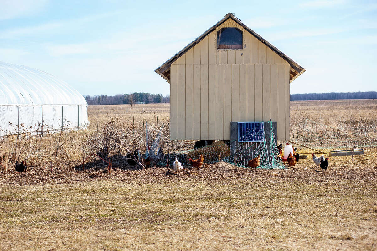 How to raise chickens in Midland County