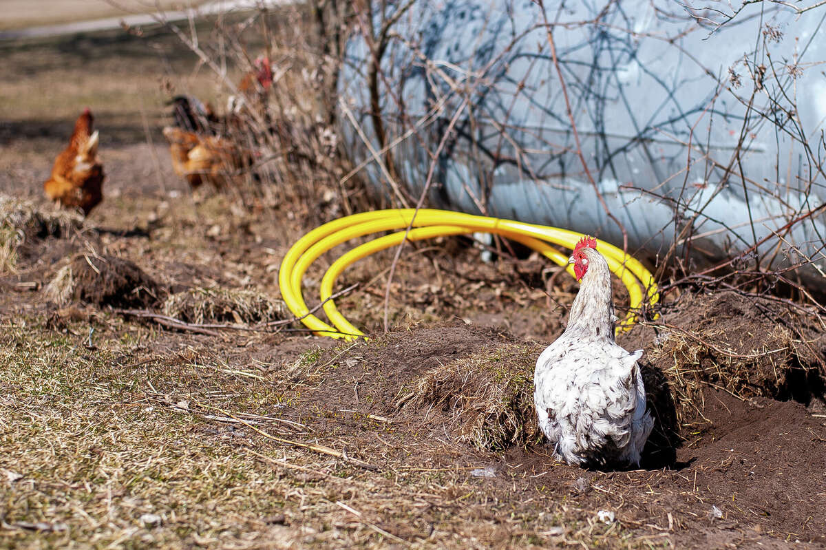 How to raise chickens in Midland County