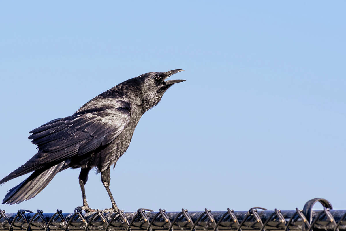 FILE: A crow vocalizes while standing on a fence.