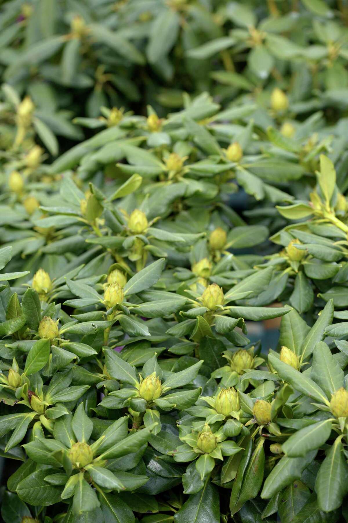 Stew Leonard's Norwalk store debuts new garden center