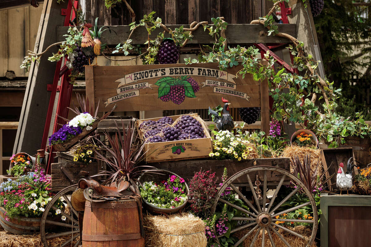 The park started almost 100 years ago as a fruit stand offering boysenberries, which were rare at the time.