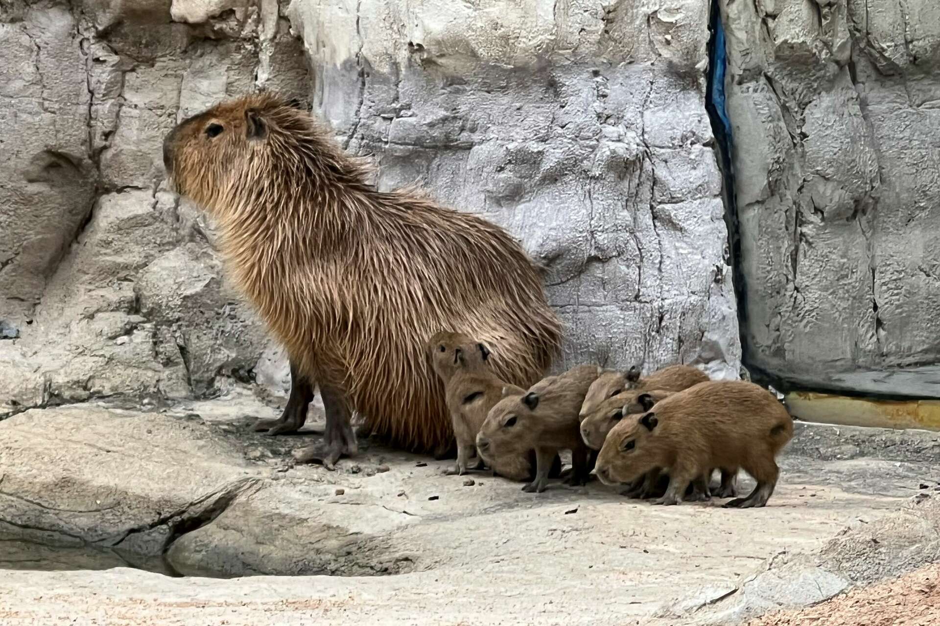 Game farm welcomes capybara pups, image size:1920x1280