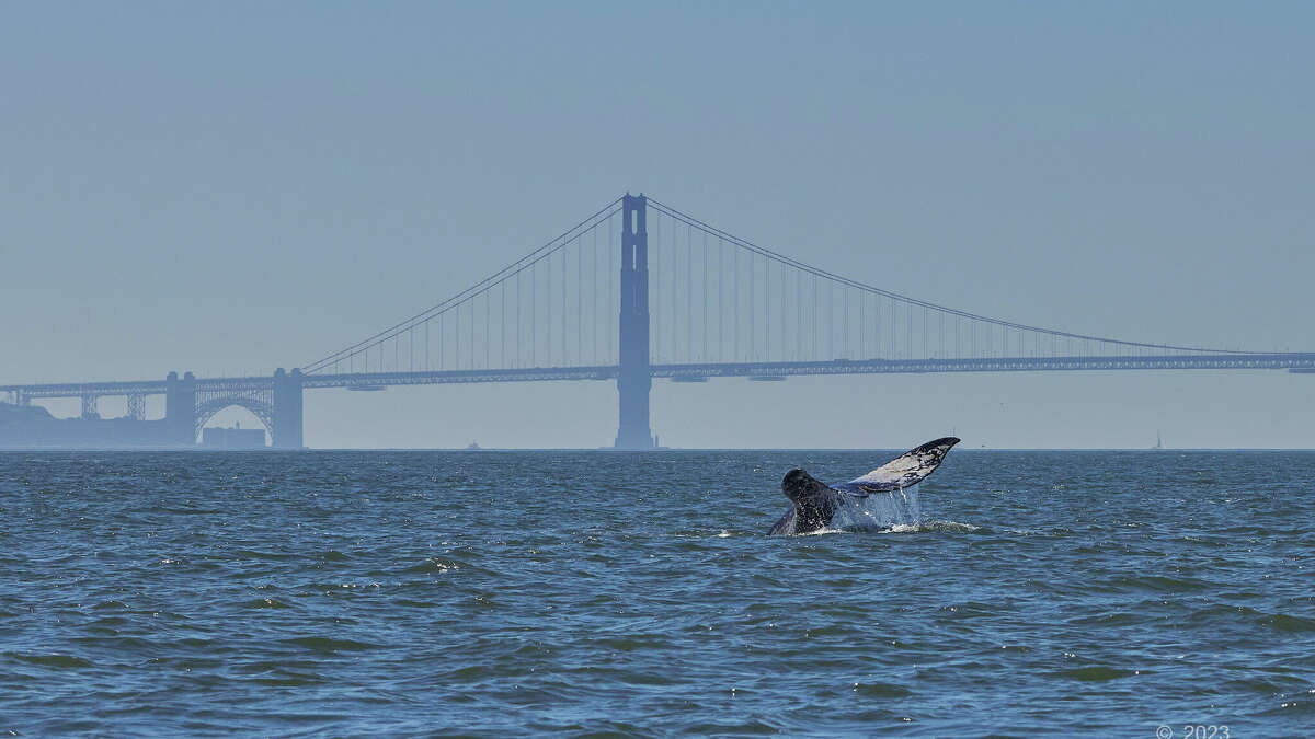 A gray whale is pictured exploring San Francisco Bay on February 23, 2023. Members of the Marine Mammal Center’s cetacean field research team have observed four whales in SanFrancisco Bay this March.
