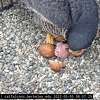 加州大学伯克利分校的雏鹰，属于游隼安妮，周四早上开始孵化，据卡尔猎鹰说。