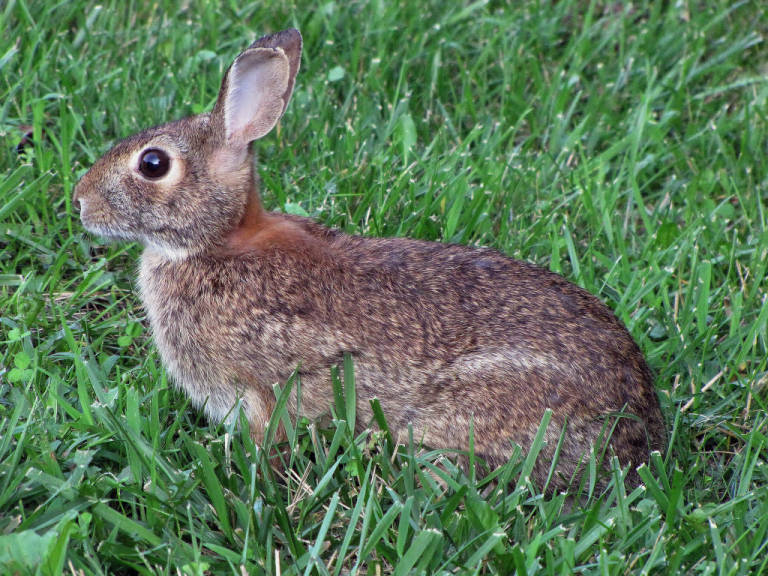 First generation of cottontail rabbits being born in Manistee County