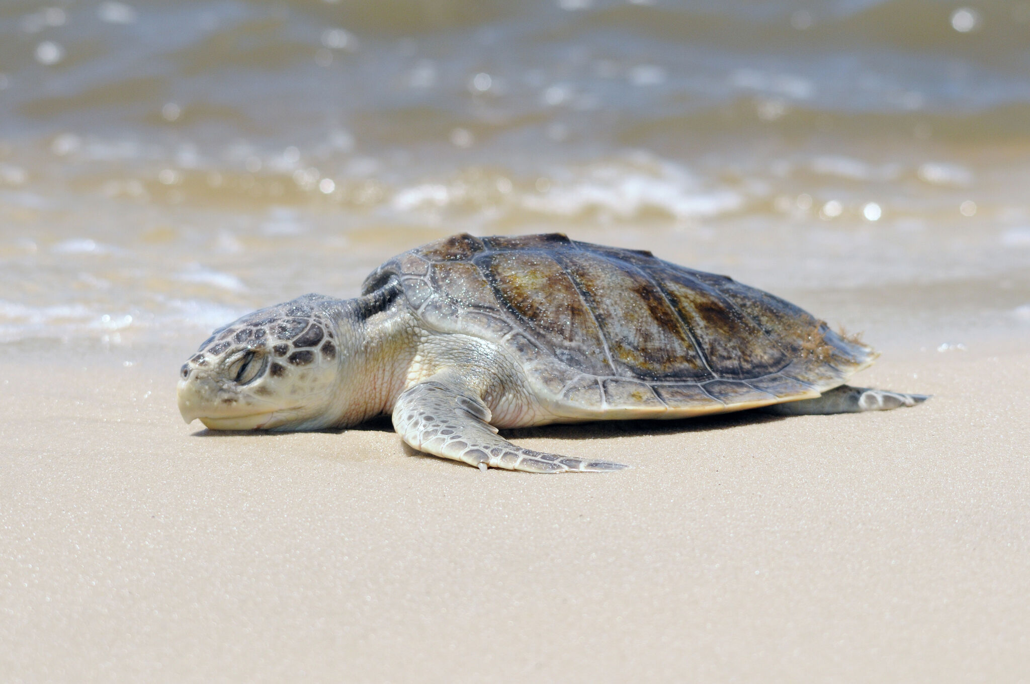 Eggs found of Kemp's ridley sea turtles along the Texas Gulf Coast