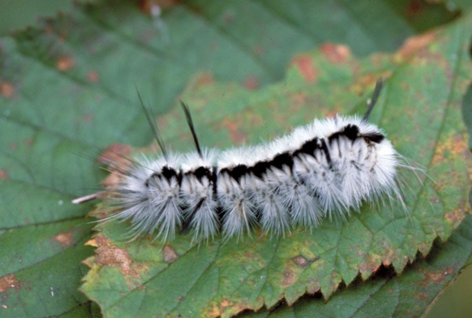 Stinging caterpillars abundant amid warm weather: Texas AgriLife