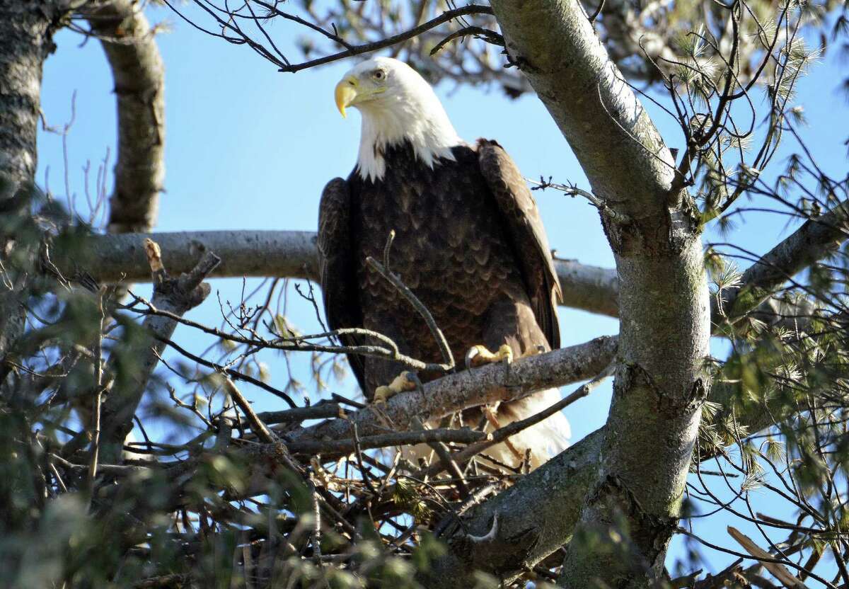 One of CT #39 s few bald eagle pairs nesting at Milford #39 s Lauralton Hall