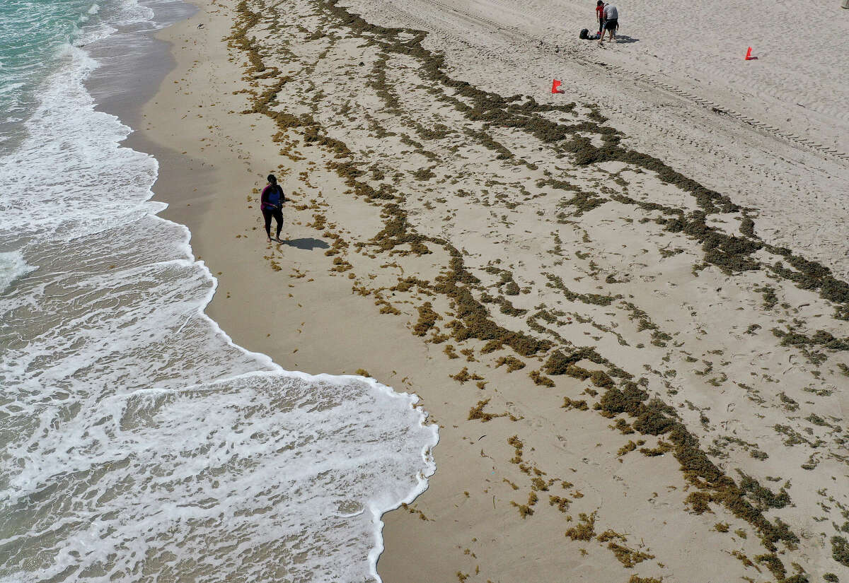 Record amount of sargassum makes landfall on the Texas coast
