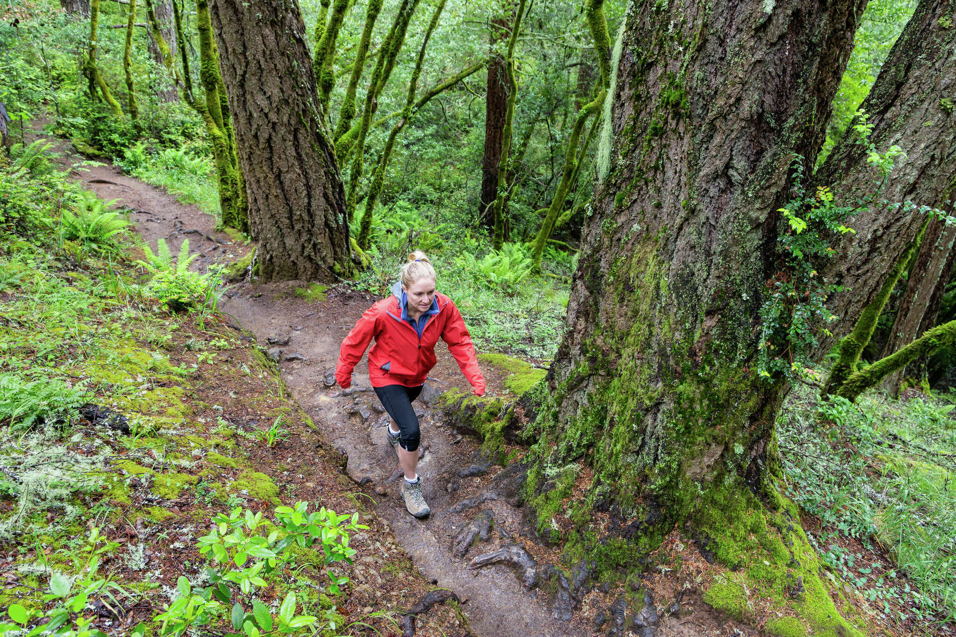 Dipsea Trail All to know about this famous Bay Area trail