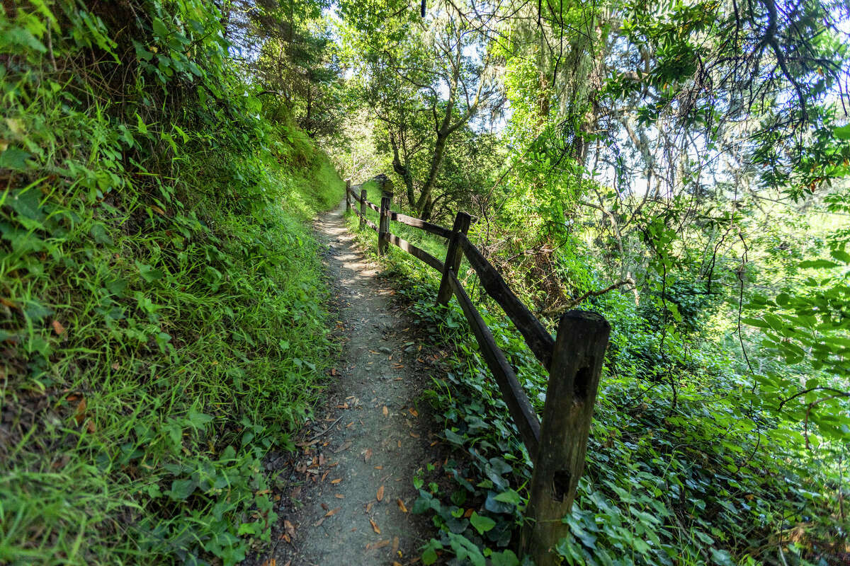Dipsea Trail All to know about this famous Bay Area trail