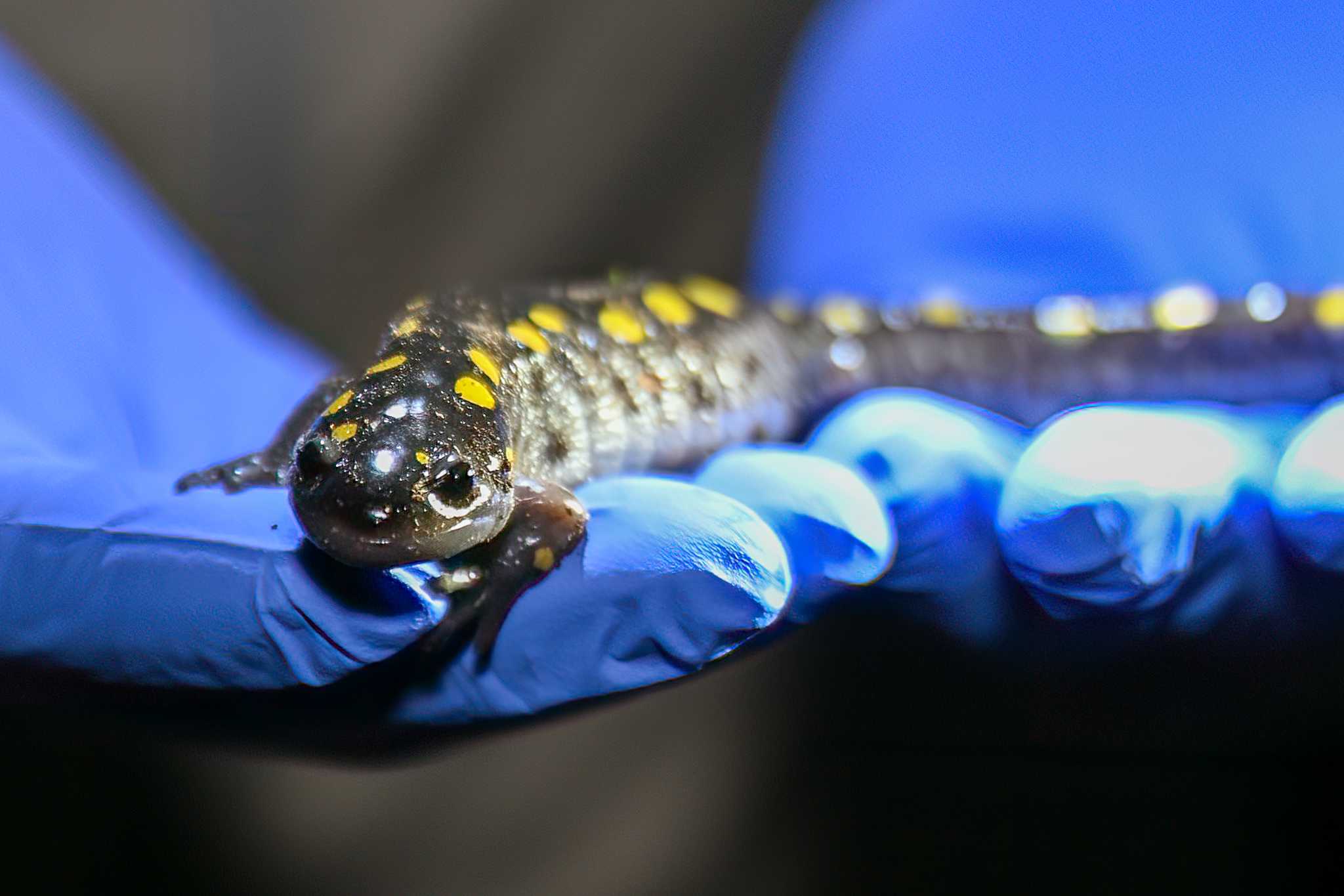 volunteers-help-salamanders-and-frogs-cross-albany-area-roads