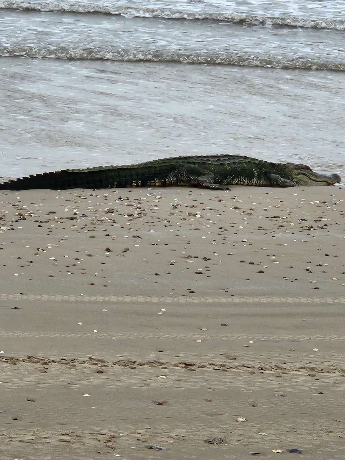 Alligator spotted in Galveston County on Bolivar Peninsula