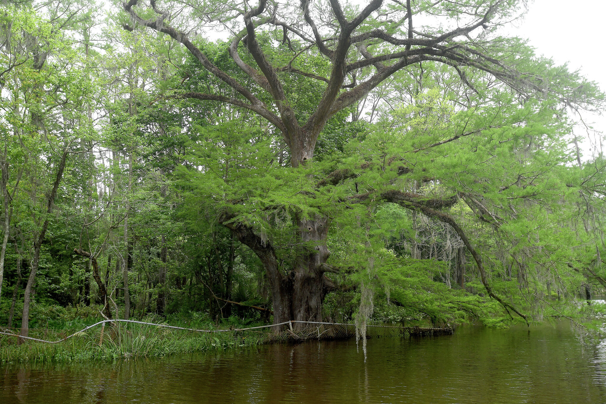 Trees Definiton Everything you need to know about trees