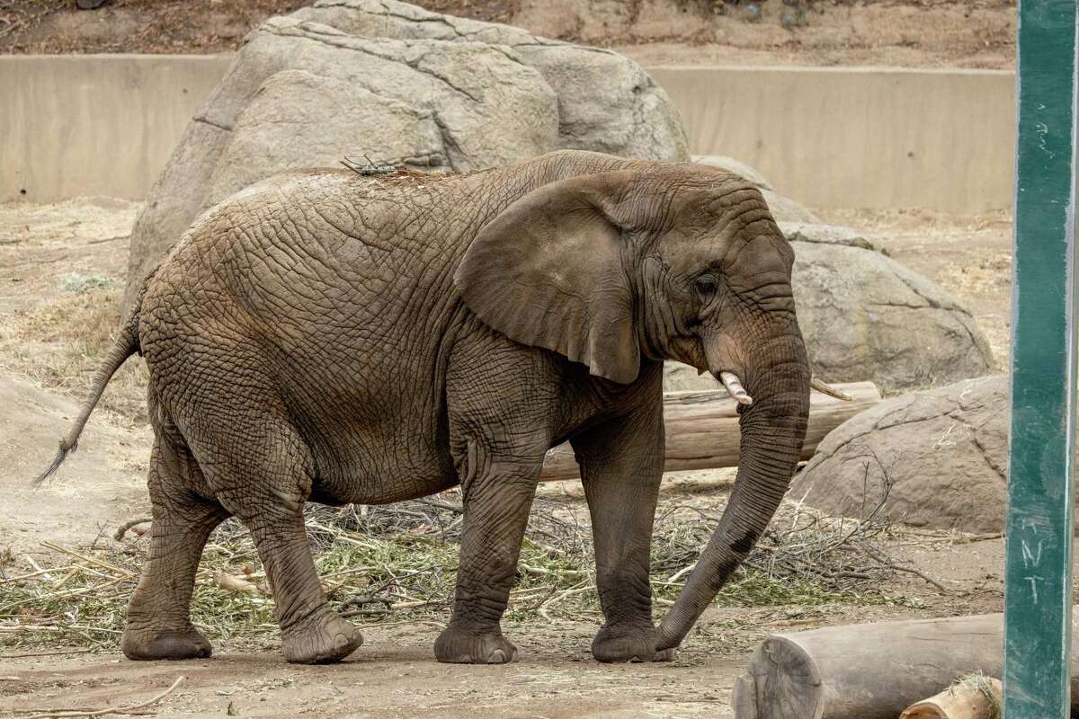 46-year-old Oakland Zoo elephant euthanized after battle with