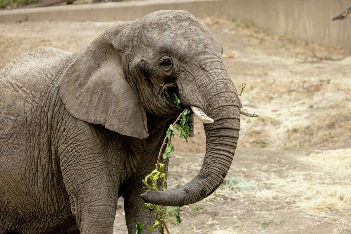 46-year-old Oakland Zoo elephant euthanized after battle with