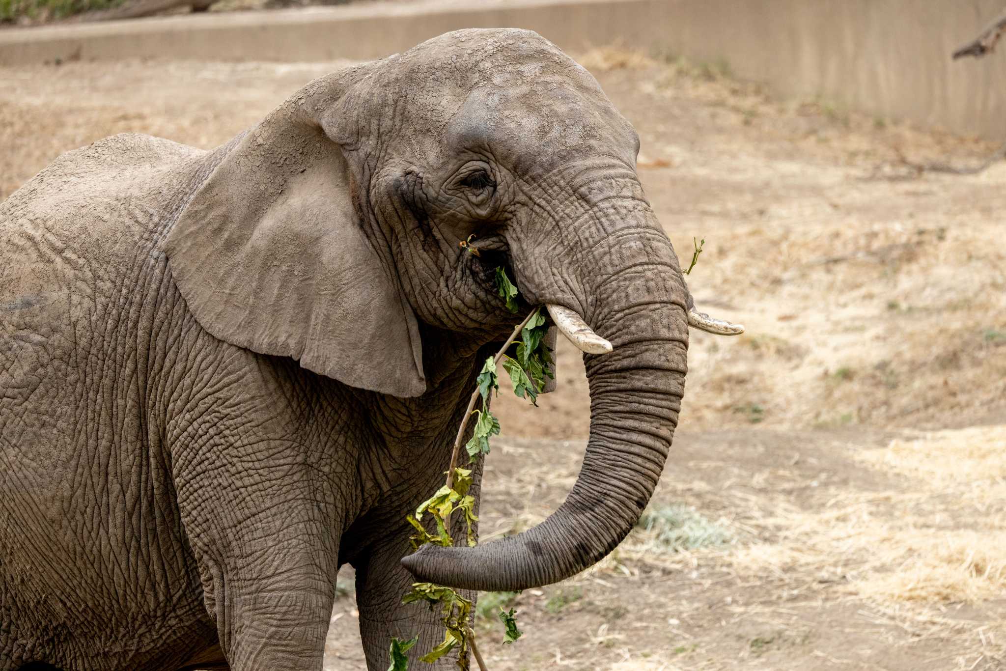 Lisa the elephant receiving stem-cell infusion therapy at Oakland Zoo