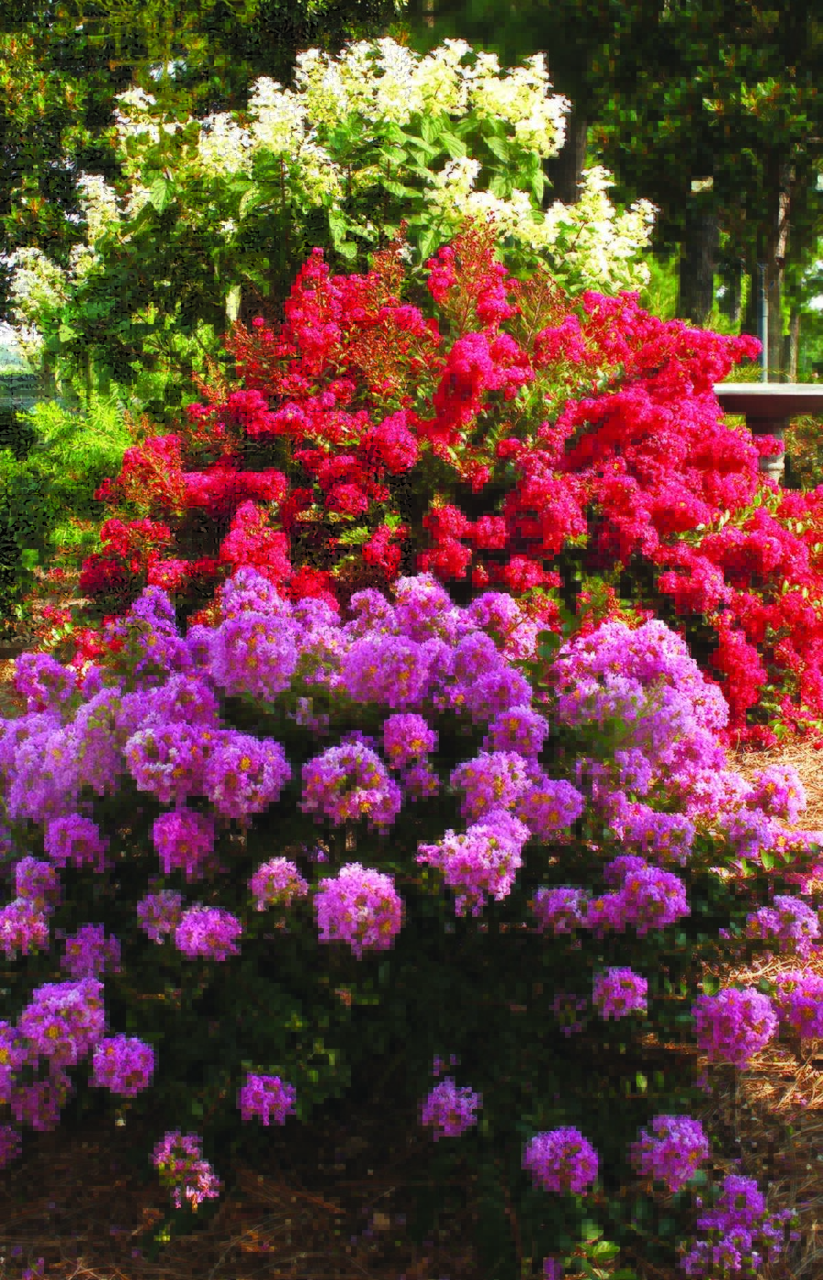 Dwarf varieties of plants help gardeners keep things in scale