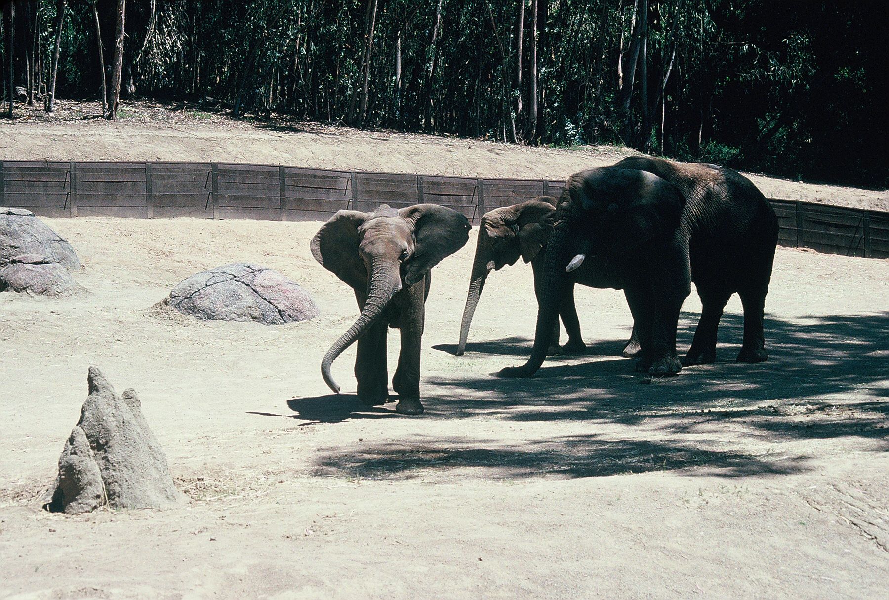 Oakland Zoo's heartbreaking goodbye to Lisa the African elephant