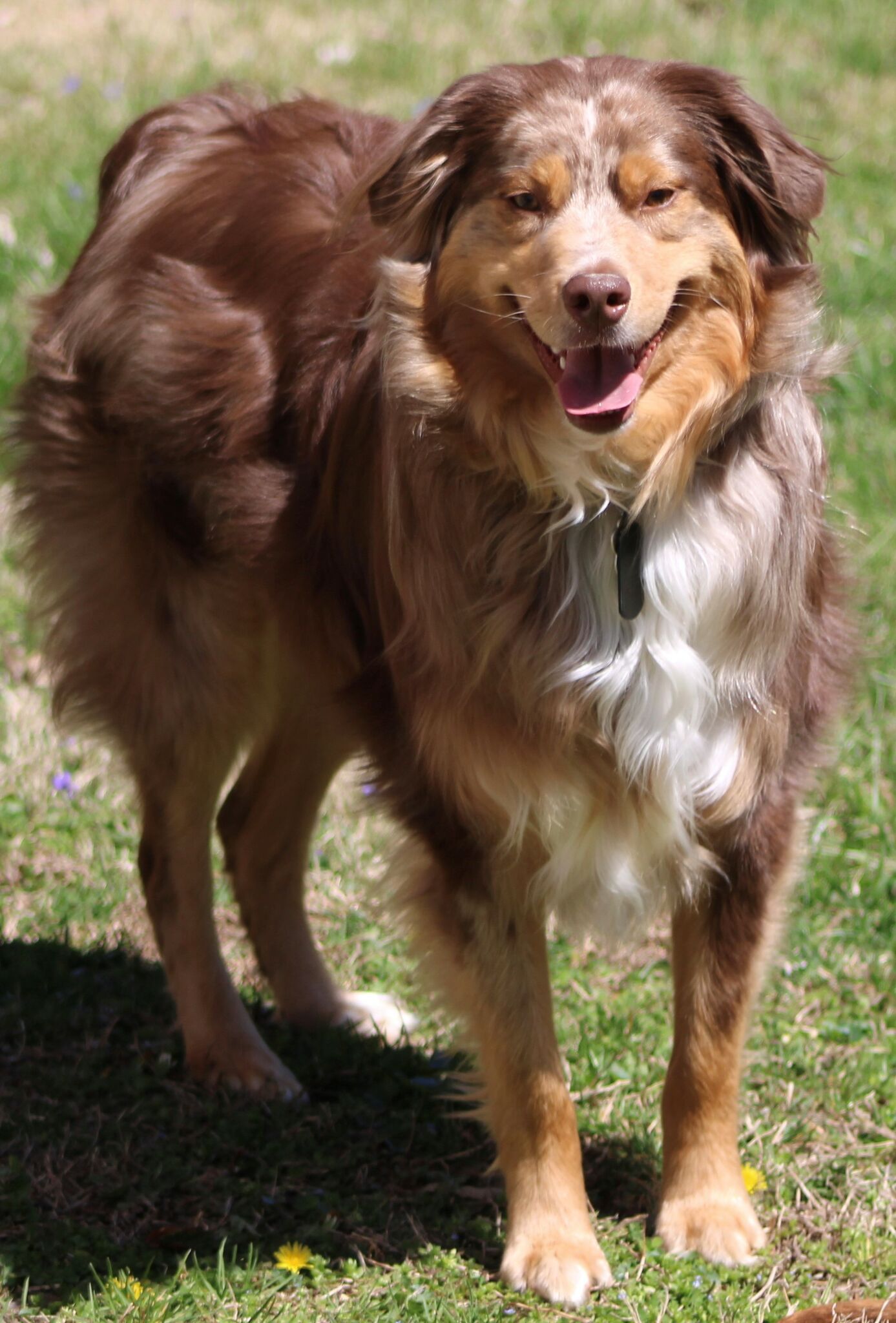 Edwardsville's Paws in the Park Easter Egg Hunt for Dogs is Saturday