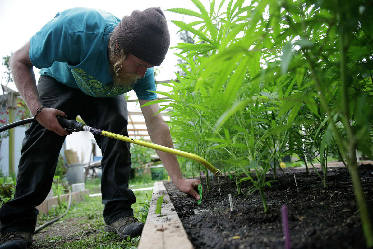 FILE: Sustainable cannabis farmer Dylan Turner applies fertilizer to a crop of plants at Sunboldt Farms, a small family farm run by Sunshine and Eric Johnston in Humboldt County, Calif.