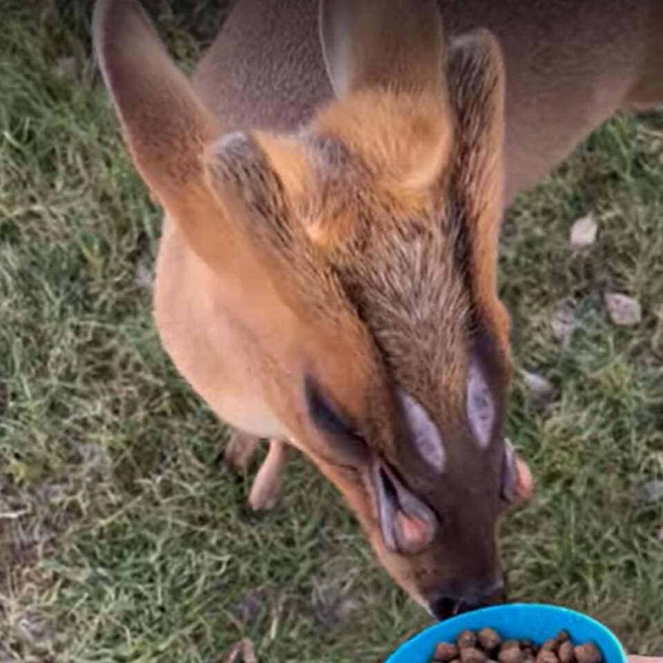 'Alien deer' is a Muntjac in New Waverly with 4 glands in its face