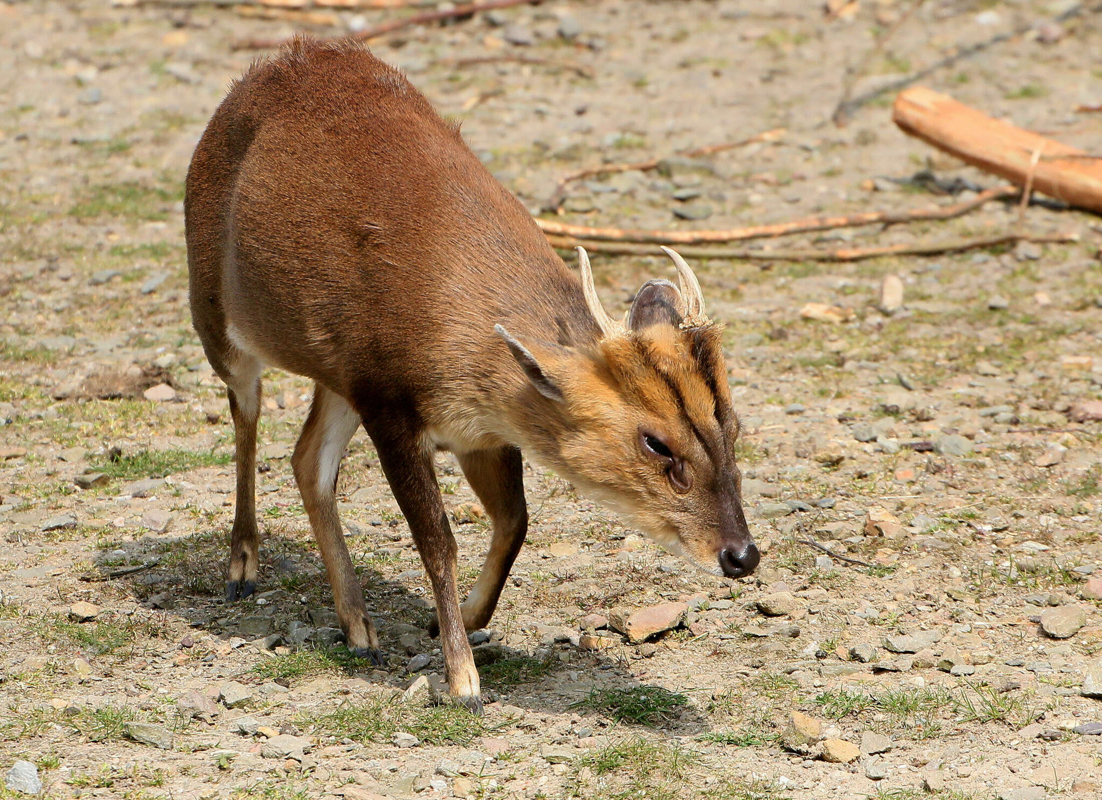 'Alien deer' is a Muntjac in New Waverly with 4 glands in its face