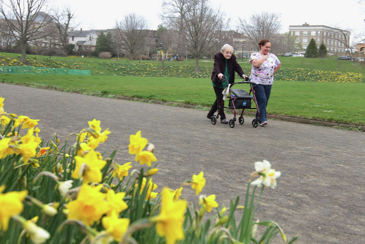 In Photos Daffodils brighten up Greenwich fields