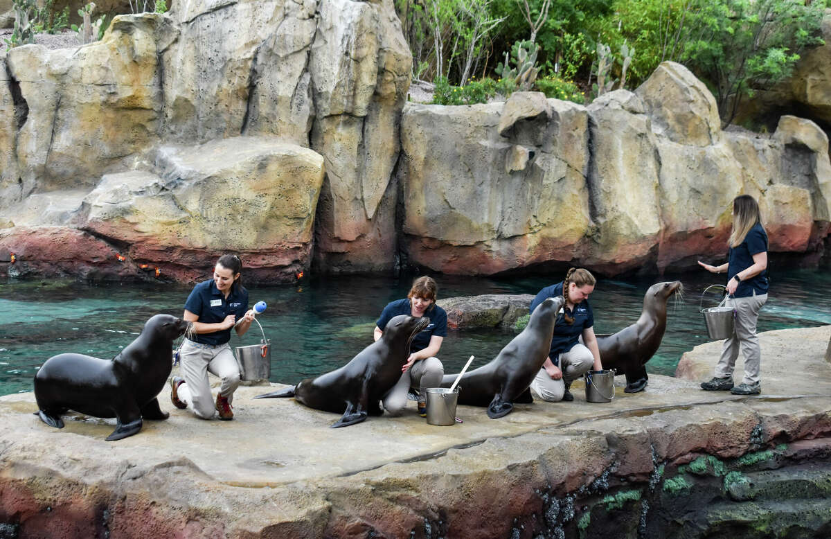 Houston Zoo opens first-of-its-kind Galápagos Islands exhibit