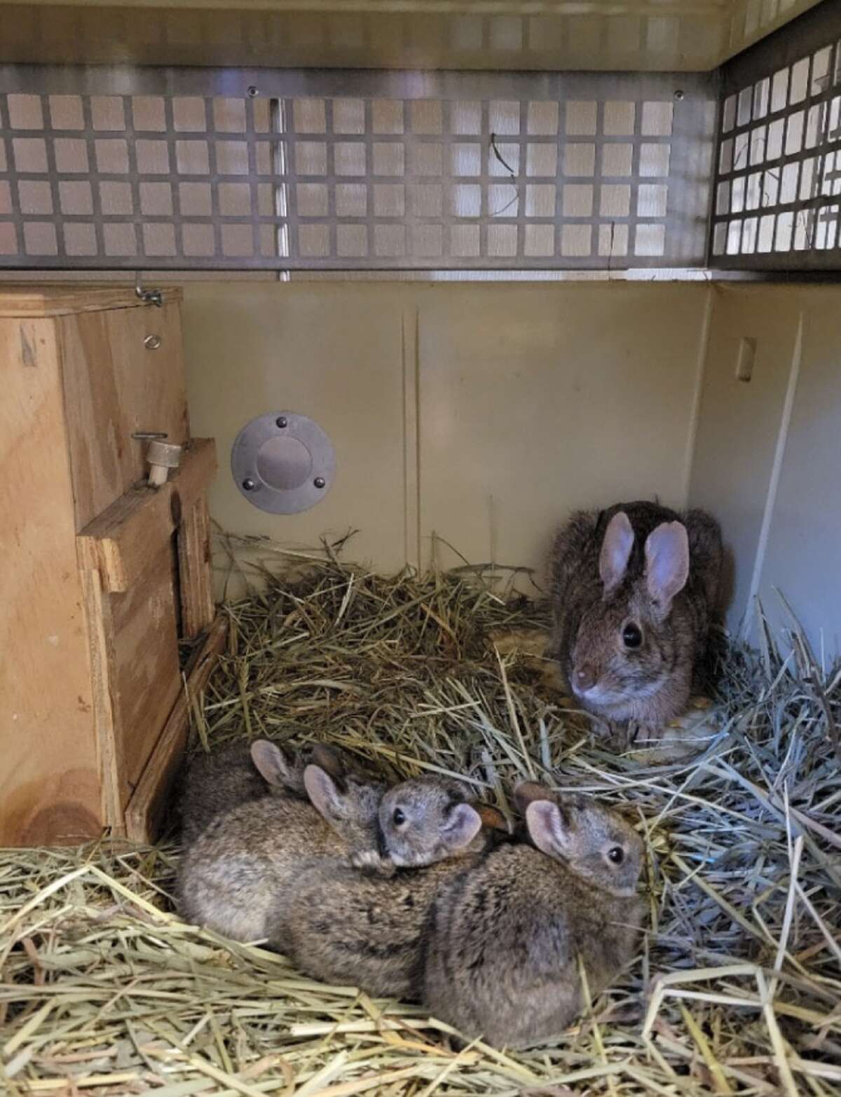 Meet the people trying to save the New England cottontail